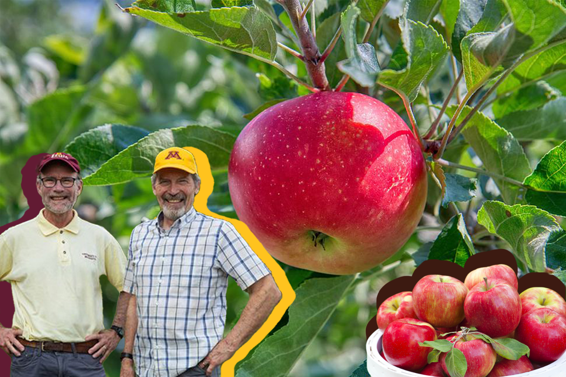 A branch of an apple tree with two men superimposed under it